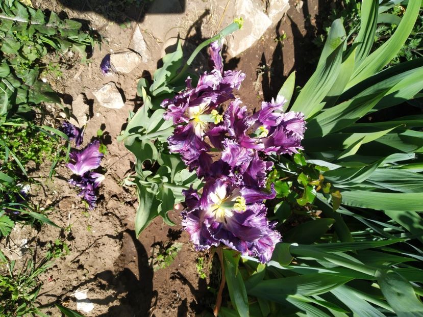  - Gradina Mariei