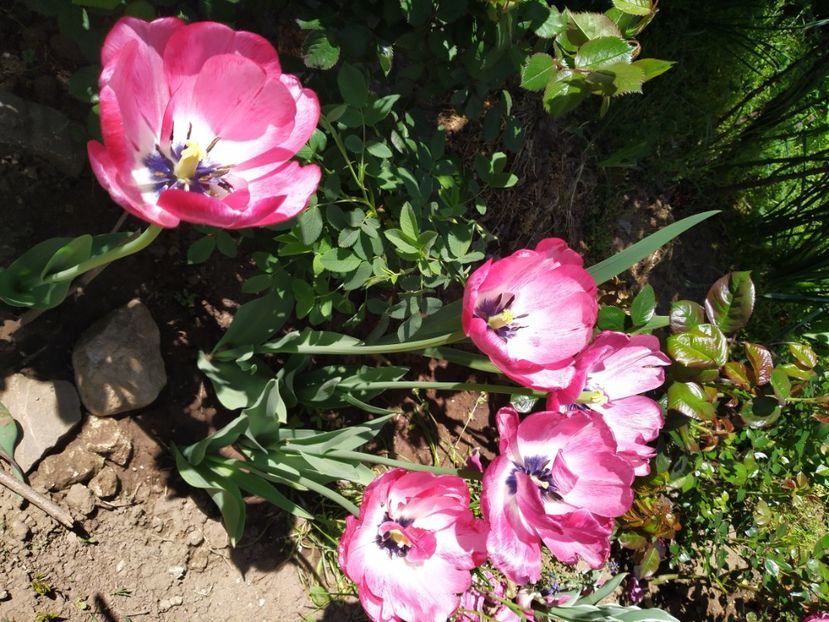  - Gradina Mariei