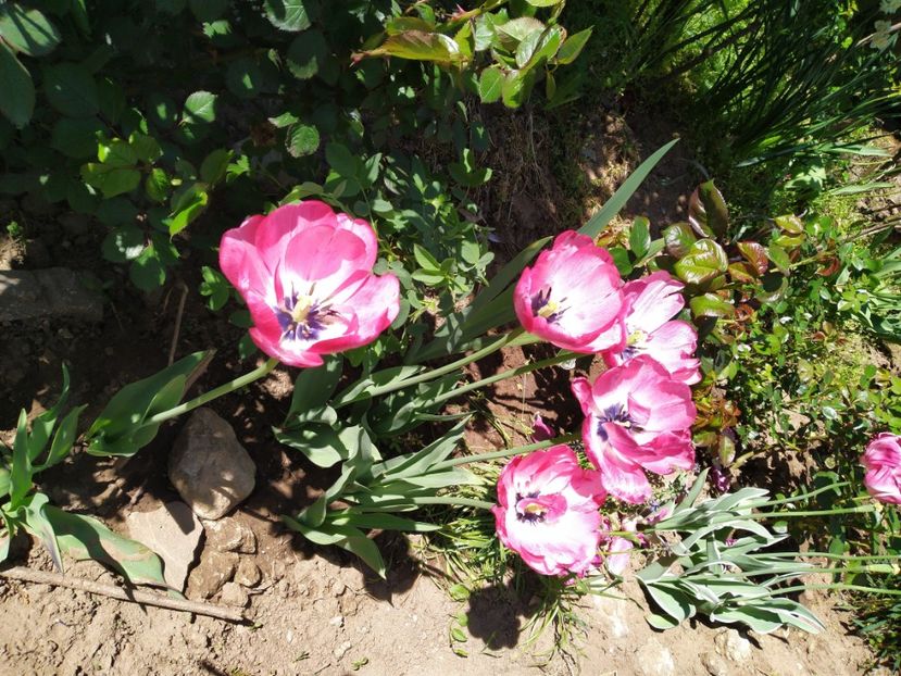  - Gradina Mariei