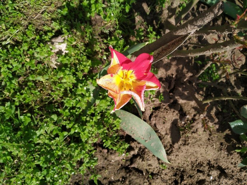  - Gradina Mariei