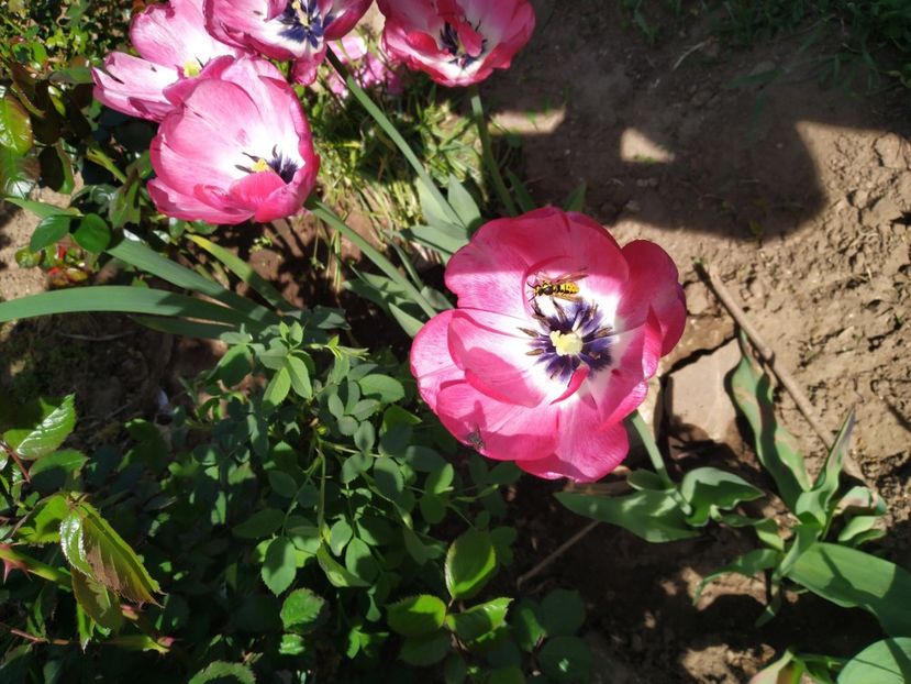  - Gradina Mariei