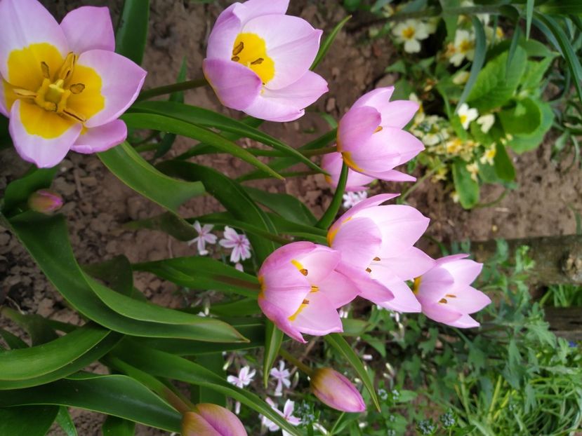  - Gradina Mariei