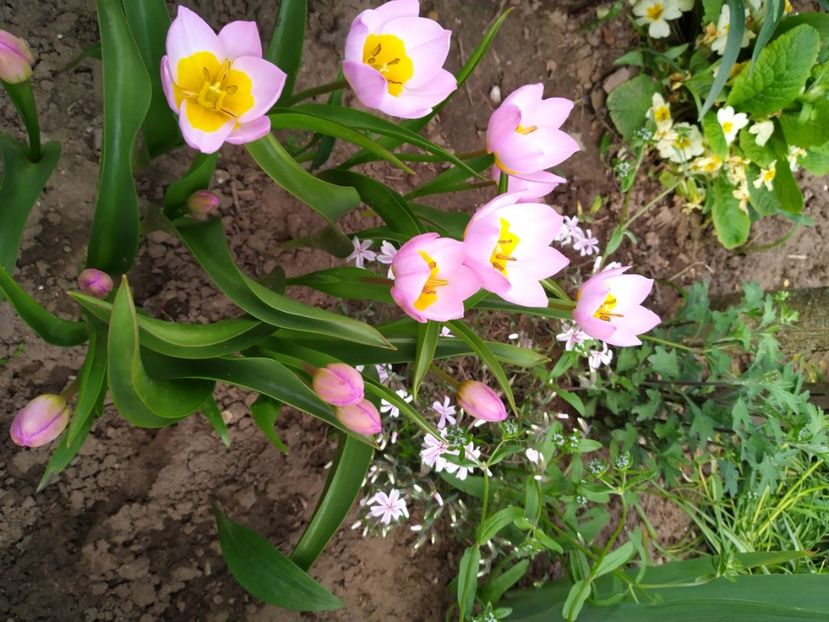  - Gradina Mariei