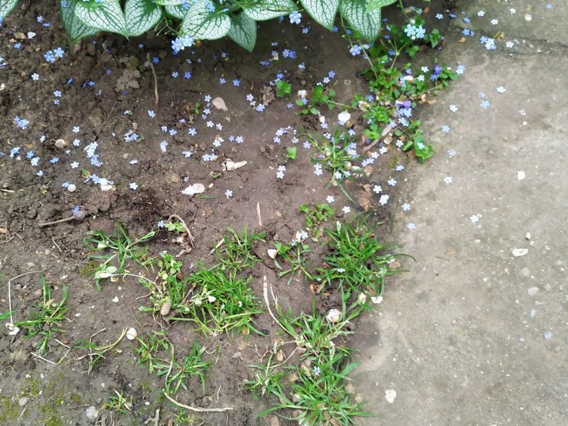  - Gradina Mariei
