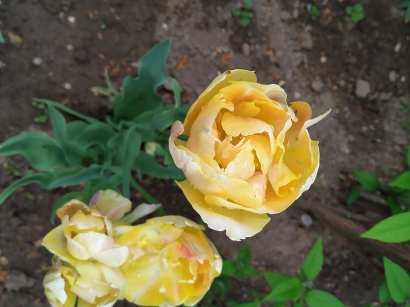  - Gradina Mariei