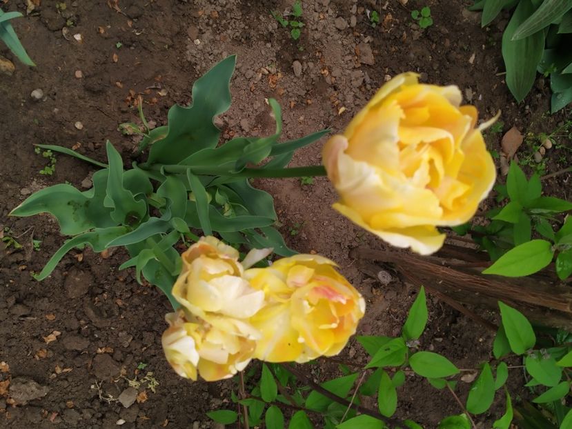 - Gradina Mariei