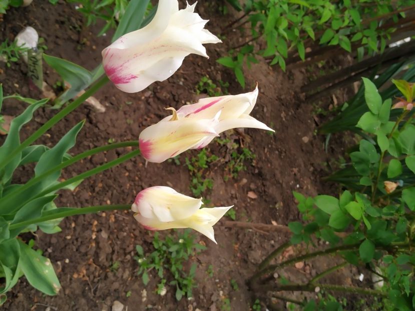  - Gradina Mariei