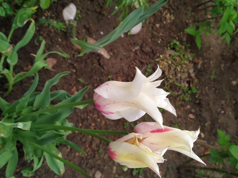  - Gradina Mariei