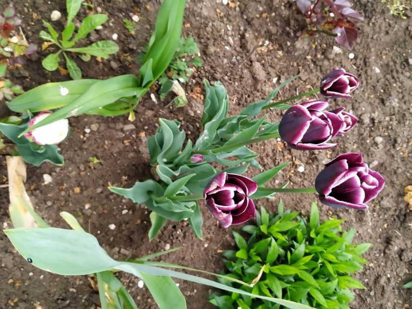  - Gradina Mariei