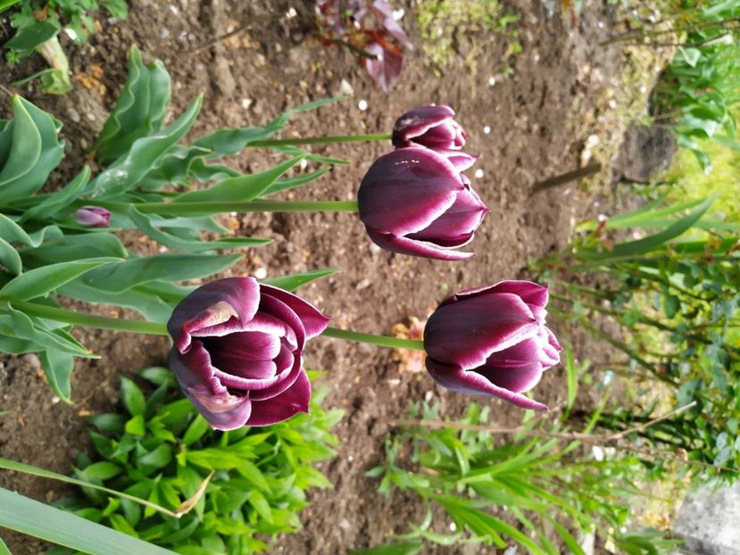  - Gradina Mariei