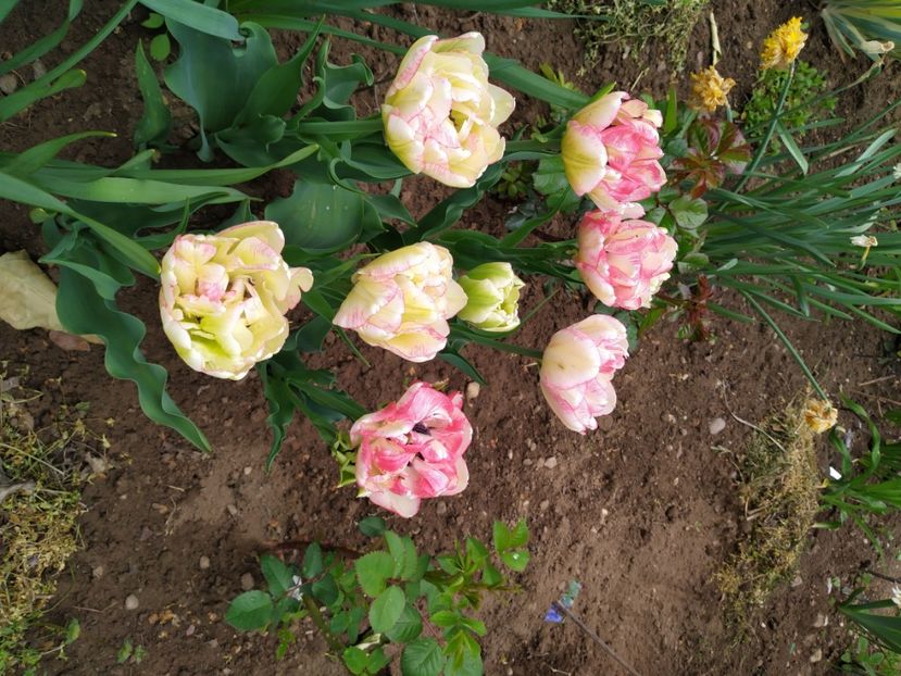 - Gradina Mariei