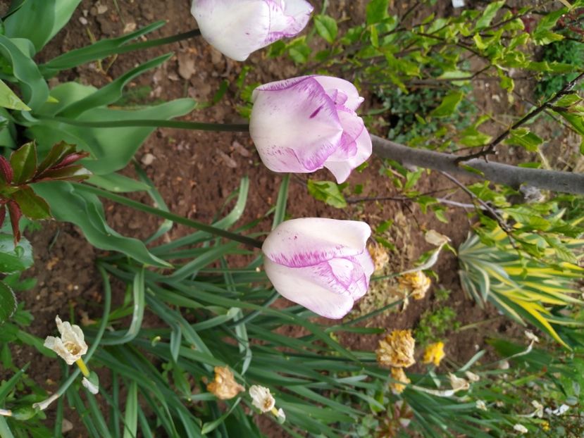  - Gradina Mariei