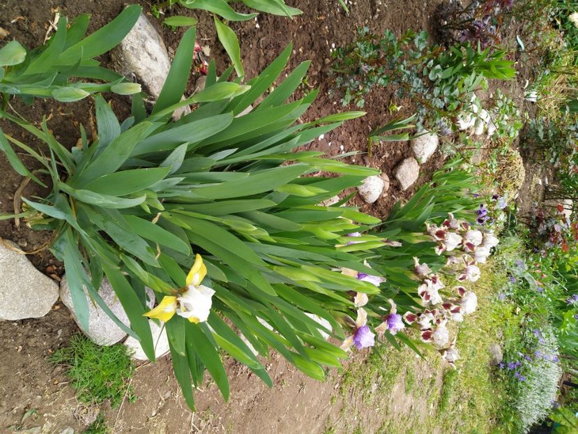  - Gradina Mariei