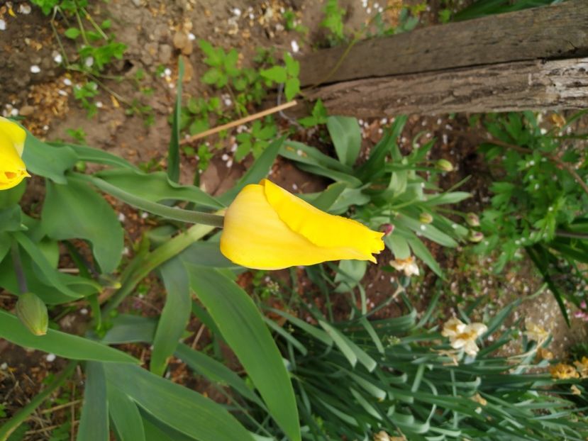  - Gradina Mariei