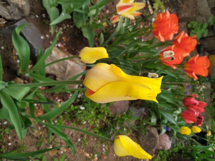  - Gradina Mariei