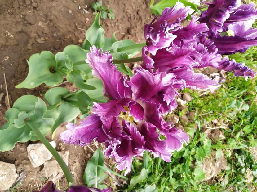  - Gradina Mariei