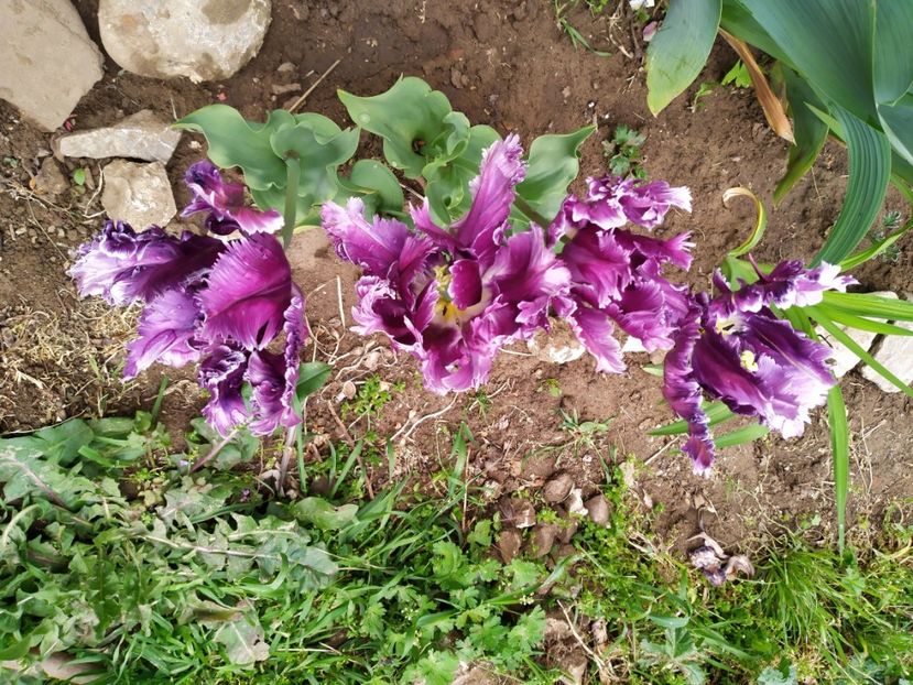  - Gradina Mariei