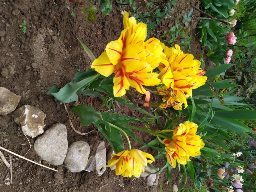  - Gradina Mariei