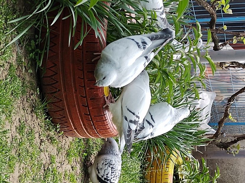  - femele albastru de azur 2020