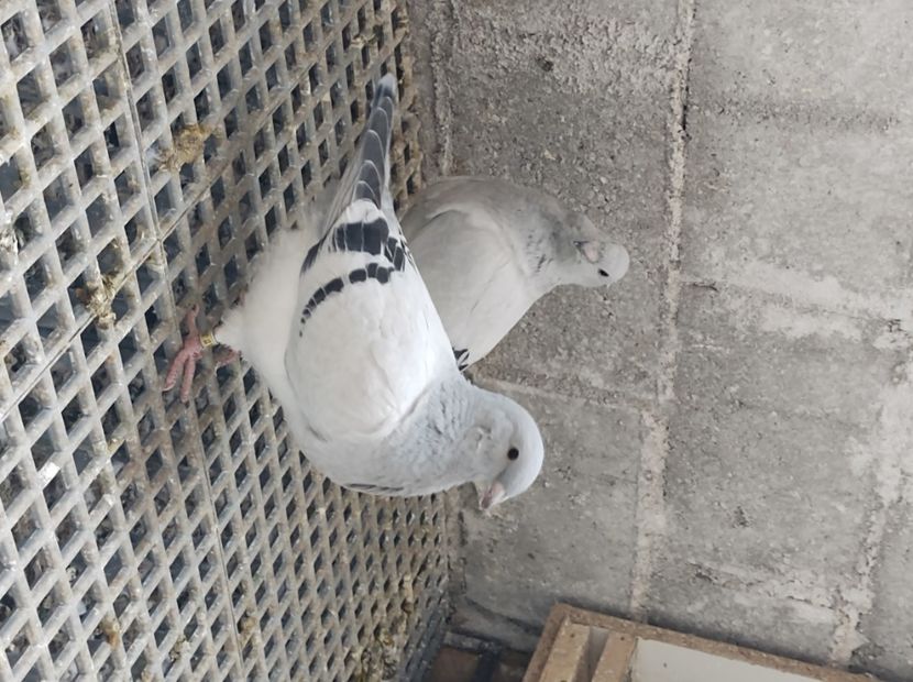  - femele albastru de azur 2020