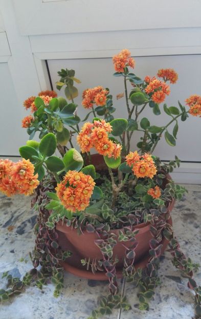 20210510_184949-1 - Kalanchoe
