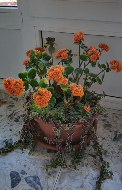 20210510_185000-1 - Kalanchoe