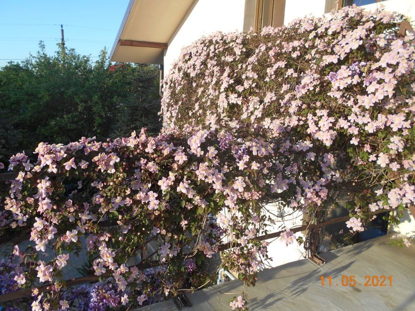  - 02 Clematite 2021