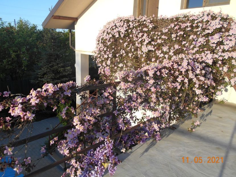  - 02 Clematite 2021
