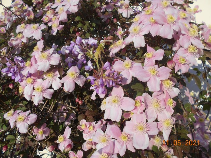  - 02 Clematite 2021