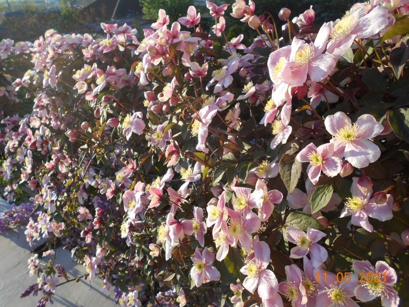  - 02 Clematite 2021