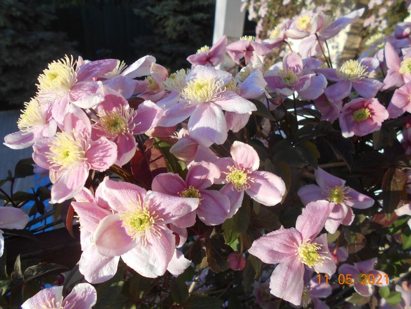  - 02 Clematite 2021