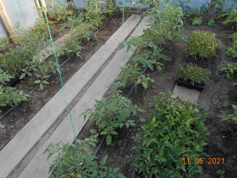  - 02 Gradina de legume 2021
