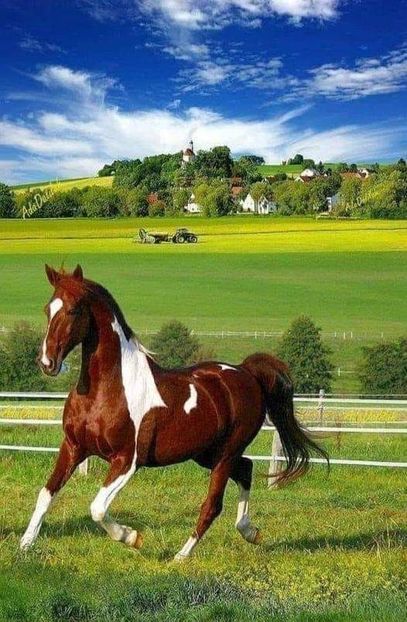  - Cai animale nobile