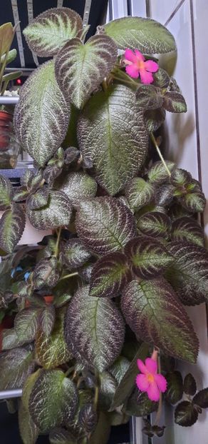 2021 - Episcia