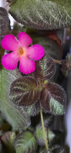  - Episcia
