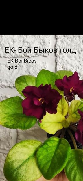 Poza net - EK Boi Bicov gold