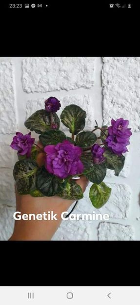 Poza net - Genetic Carmine