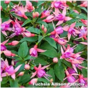 fuchsia-allison-patricia-g-9 - Comanda primavara 2021