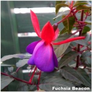 fuchsia-beacon-g9 - Comanda primavara 2021