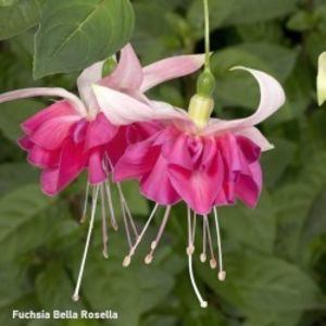 fuchsia-bella-rosella-g-9 - Comanda primavara 2021