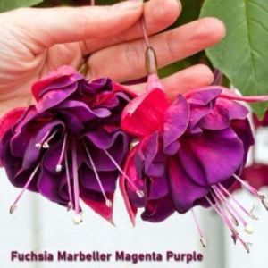 fuchsia-marbeller-purple-rain-g-9 - Comanda primavara 2021