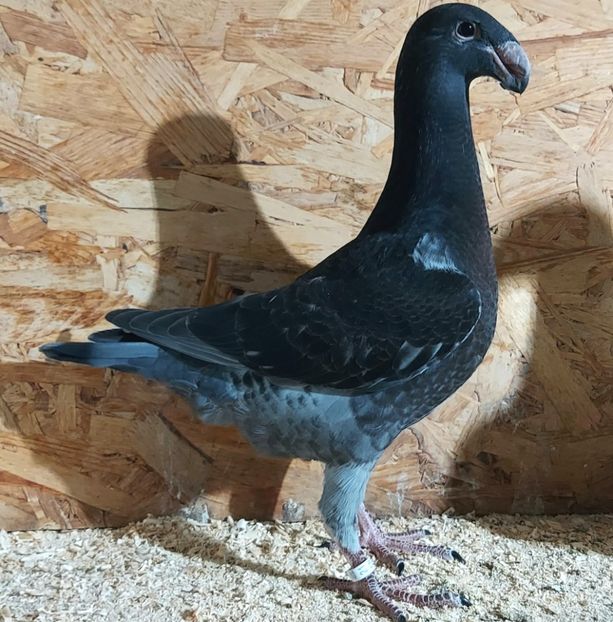  - 3---AGH DAȚI 2019 - 2025