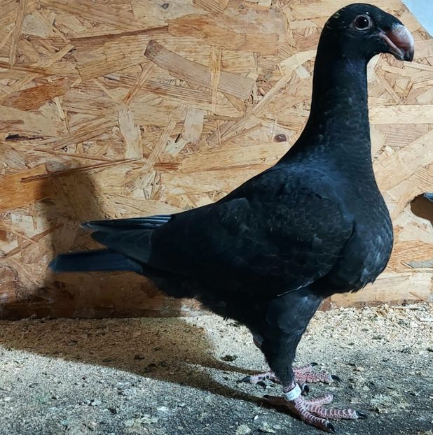  - 3---AGH DAȚI 2019 - 2025