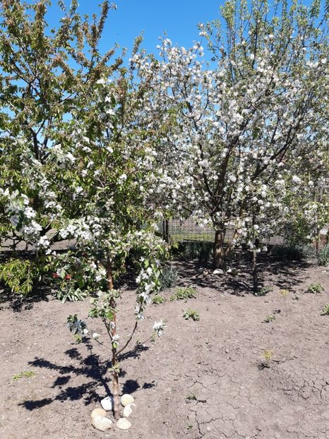  - Flori de Primavara _Vara 2020-2021