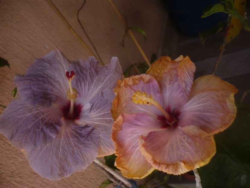 P1470748 - HIBISCUSI 2021-1