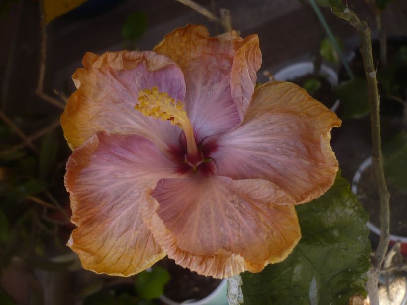P1470749 - HIBISCUSI 2021-1