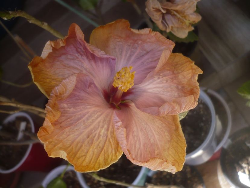 P1470750 - HIBISCUSI 2021-1