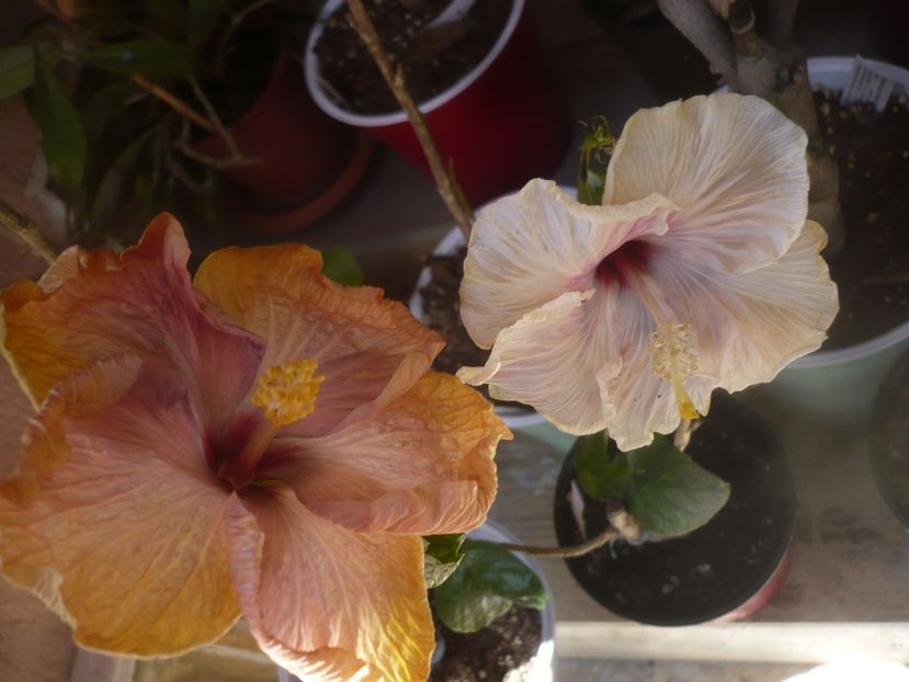 P1470752 - HIBISCUSI 2021-1