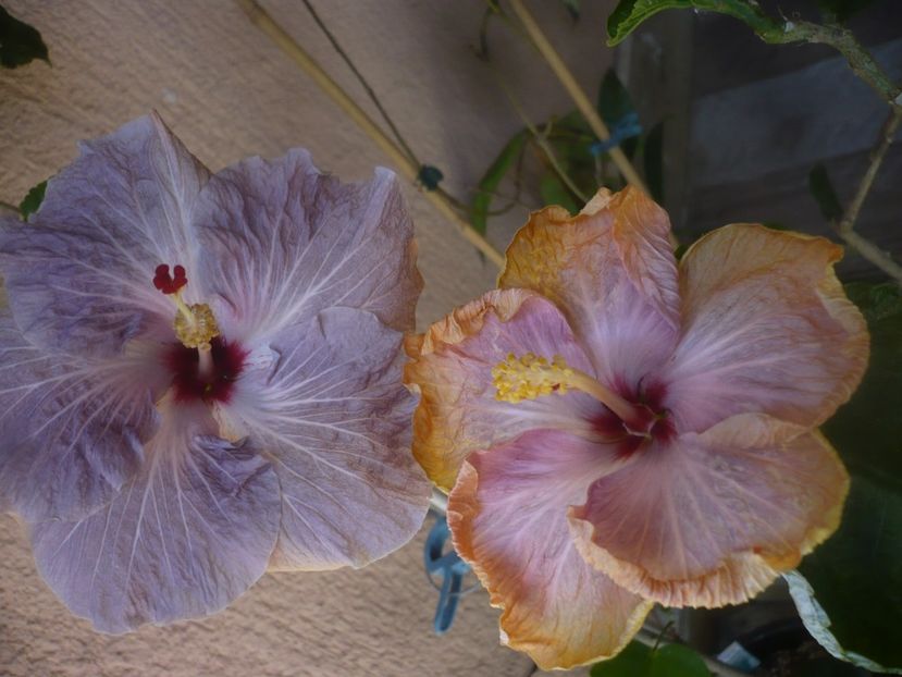 P1470753 - HIBISCUSI 2021-1