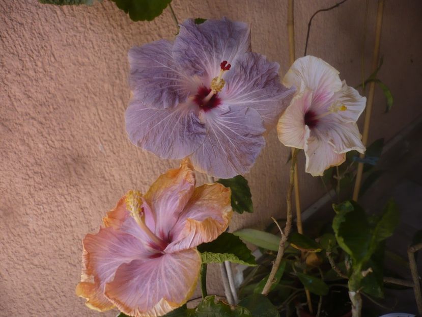 P1470754 - HIBISCUSI 2021-1